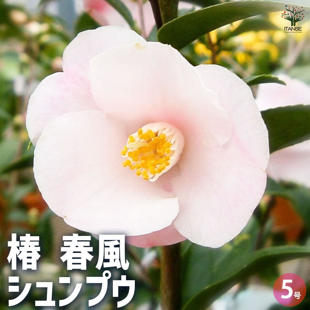 椿 春風 【花木苗 5号Lサイズ／1個売り】