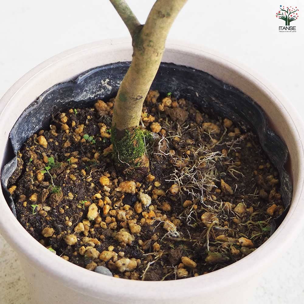 椿 対馬の娘 【花木苗 5号Lサイズ／1個売り】｜ 【植物のITANSE