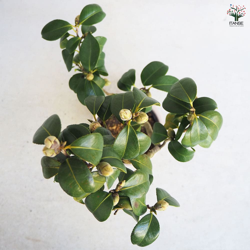 椿 対馬の娘 【花木苗 5号Lサイズ／1個売り】｜ 【植物のITANSE