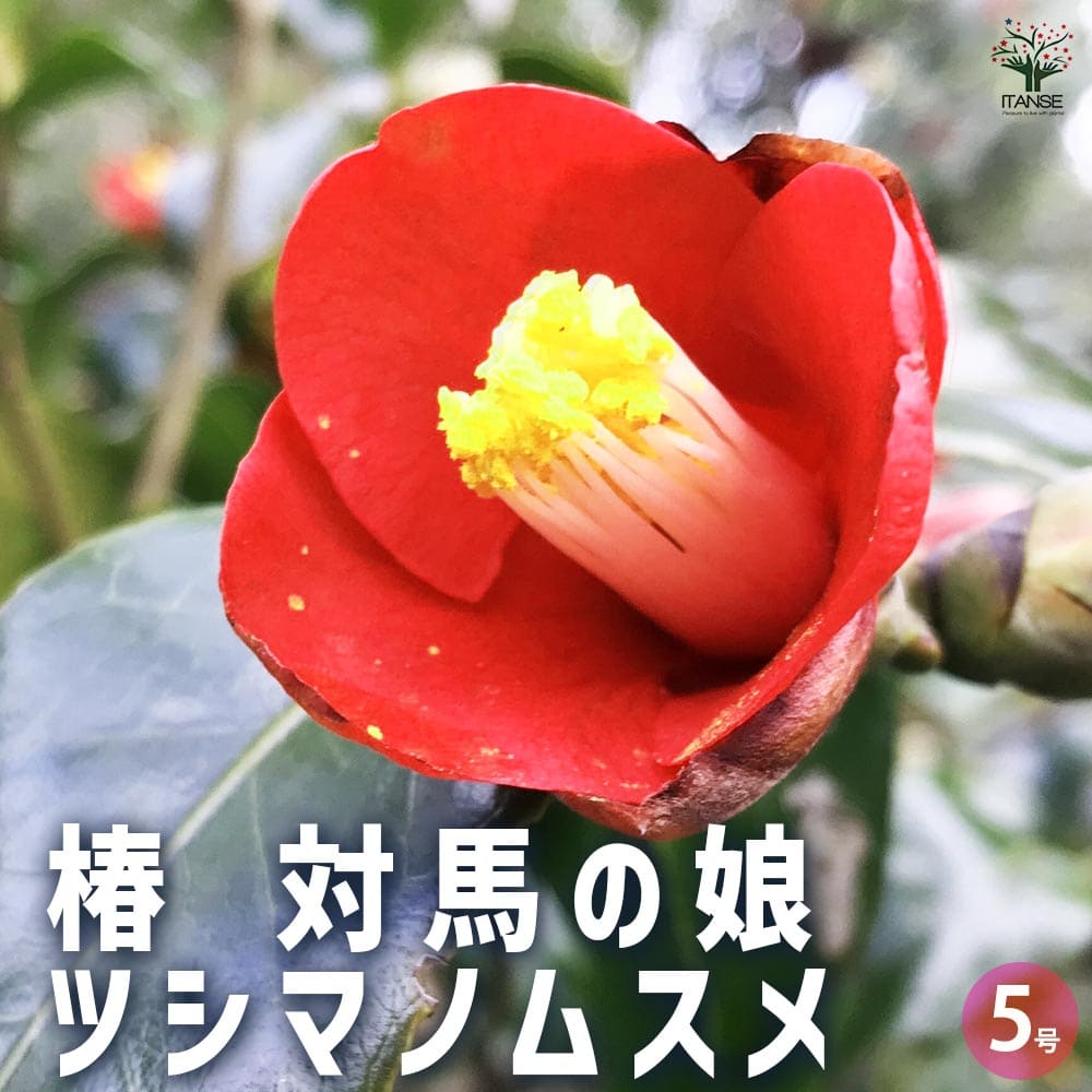 椿 対馬の娘 【花木苗 5号Lサイズ／1個売り】