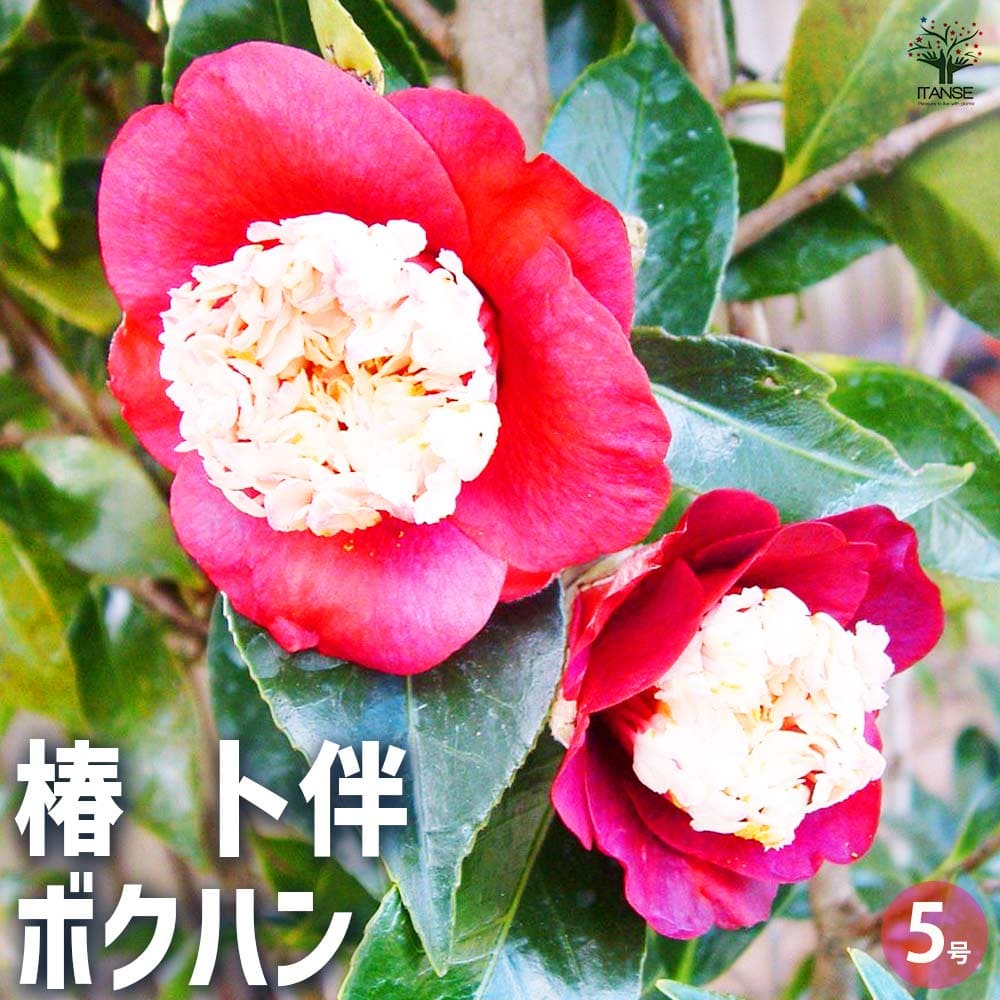 椿 卜伴 【花木苗 5号Lサイズ／1個売り】｜ 【植物のITANSE