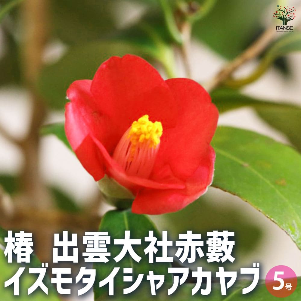 椿 出雲大社赤藪 【花木苗 5号Lサイズ／1個売り】｜ 【植物の