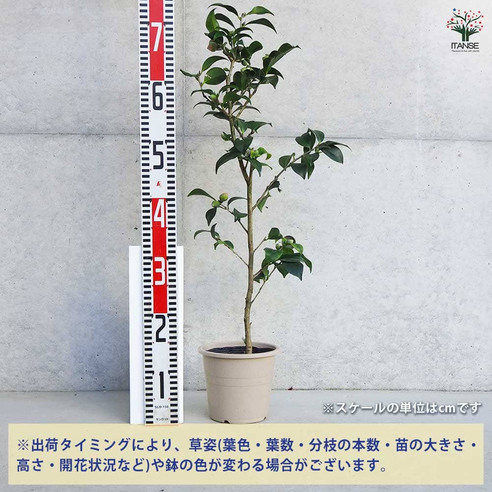 椿 紅卜伴 【花木苗 5号Lサイズ／1個売り】｜ 【植物のITANSE