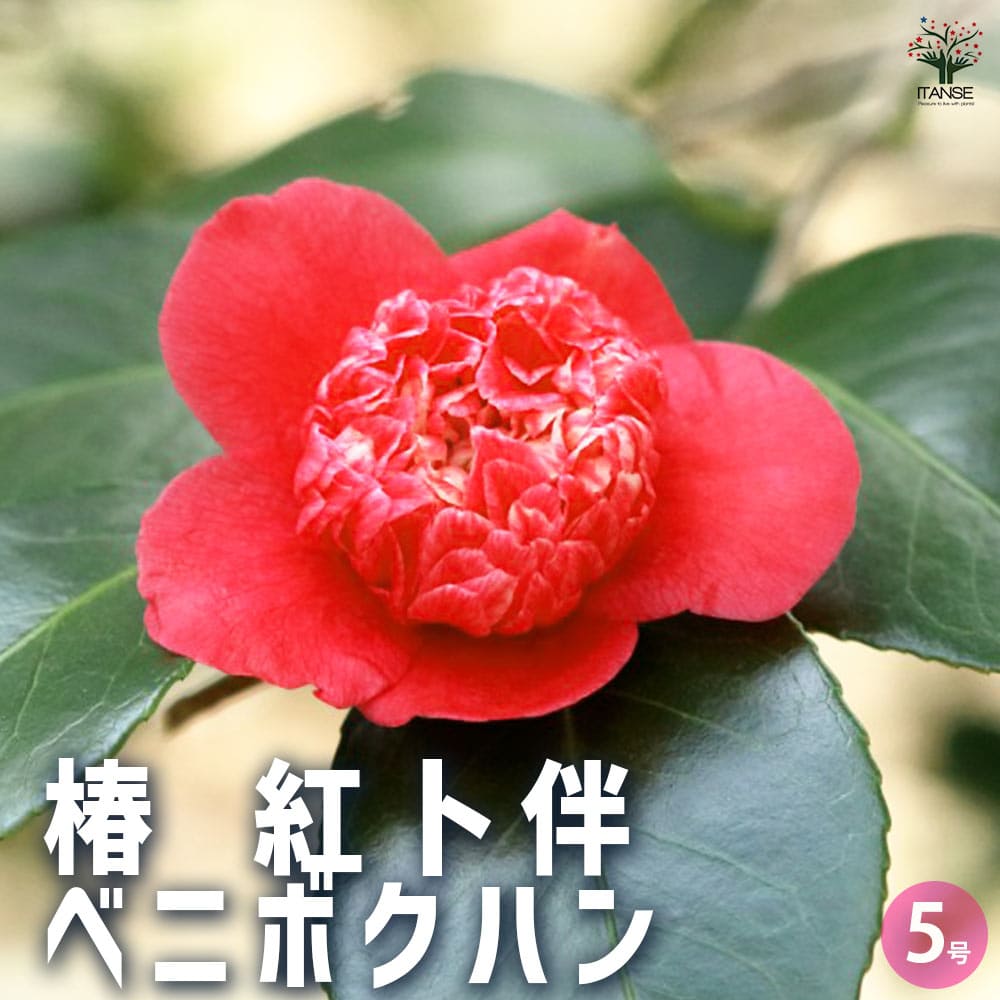 椿 紅卜伴 【花木苗 5号Lサイズ／1個売り】