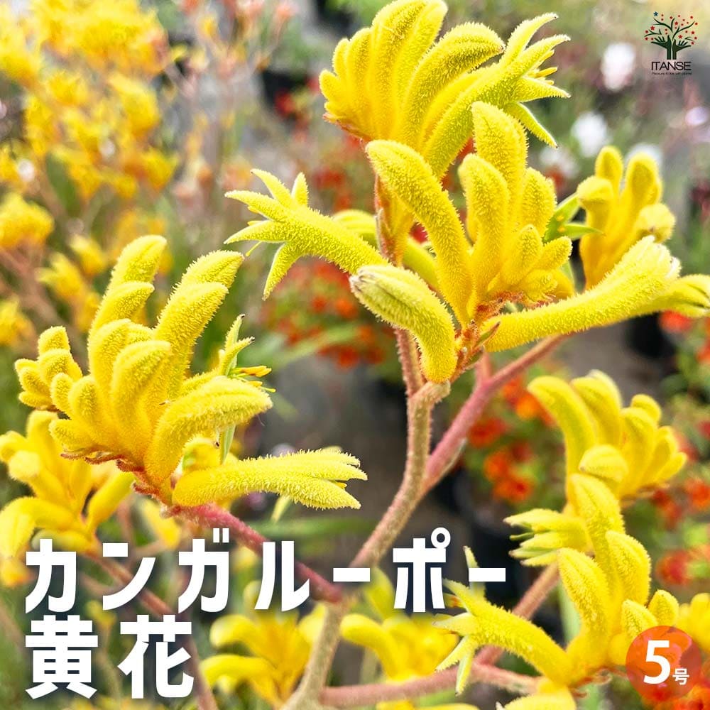 カンガルーポーの品種徹底解剖！初心者でも安心な育て方 – 野菜苗