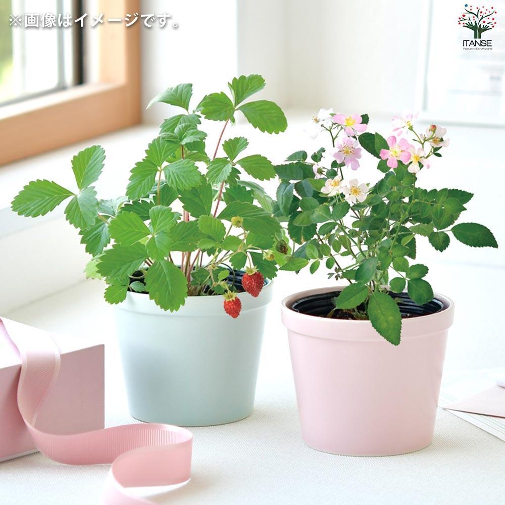 あんこ ミニ花5点セット あんこ ミニ花5点セット Gifts - K