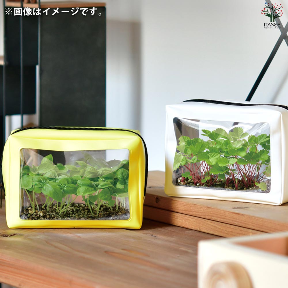 栽培セット グリーンポーチ バジル 【1個売り】｜ 【植物の