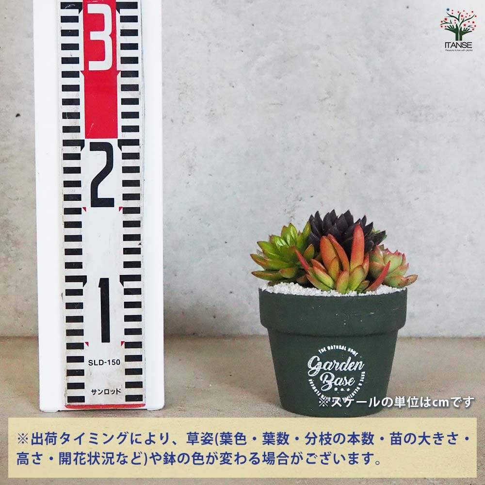 追加商品画像
