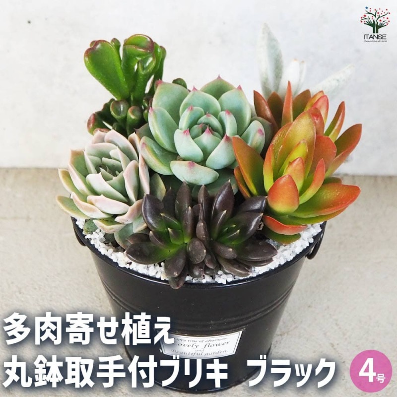 多肉植物 寄せ植え【多肉植物 ハート鉢】｜ 【植物のITANSE