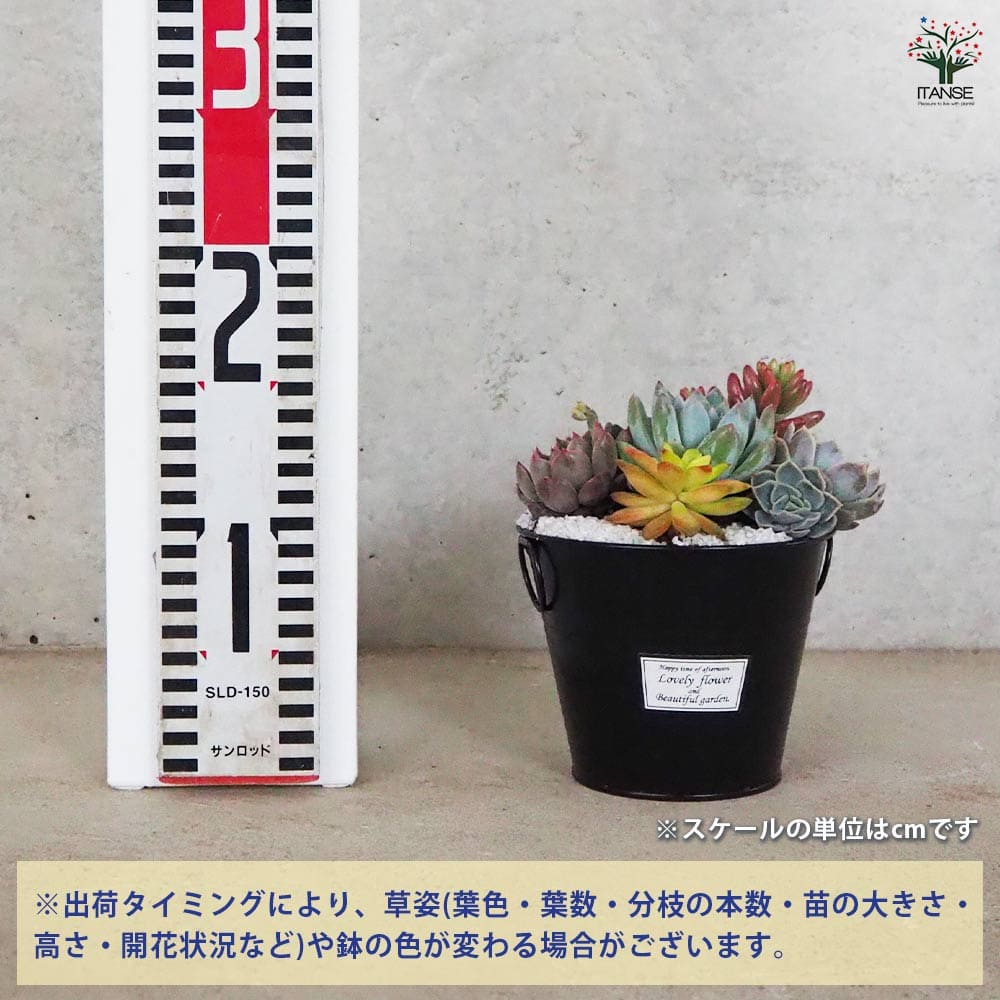 追加商品画像