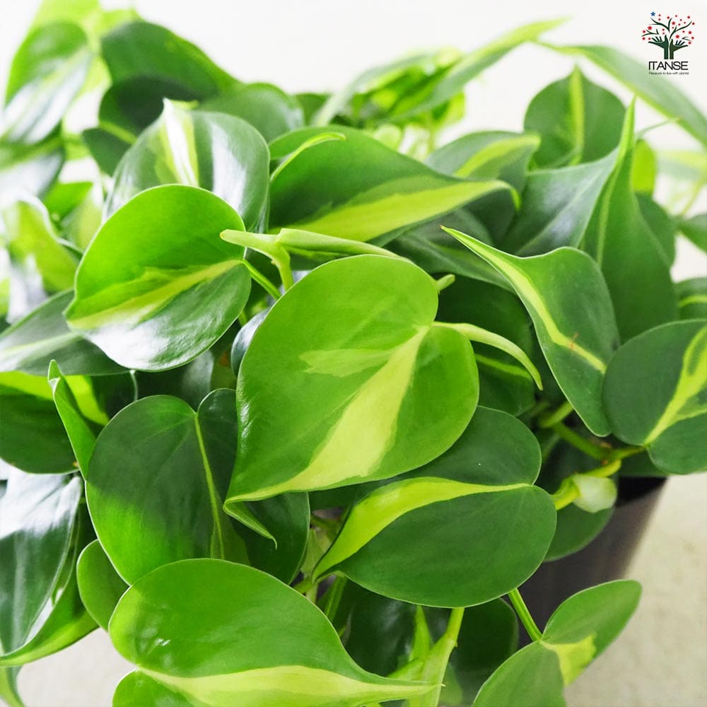 フィロデンドロン ブラジル 【観葉植物 3号】｜ 【植物のITANSE