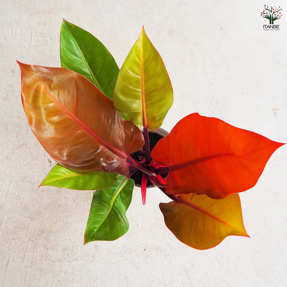 フィロデンドロン プリンスオブオレンジ 観葉植物 園芸ネット本店｜フィロデンドロン：プリンスオブオレンジ 3.5号ポット