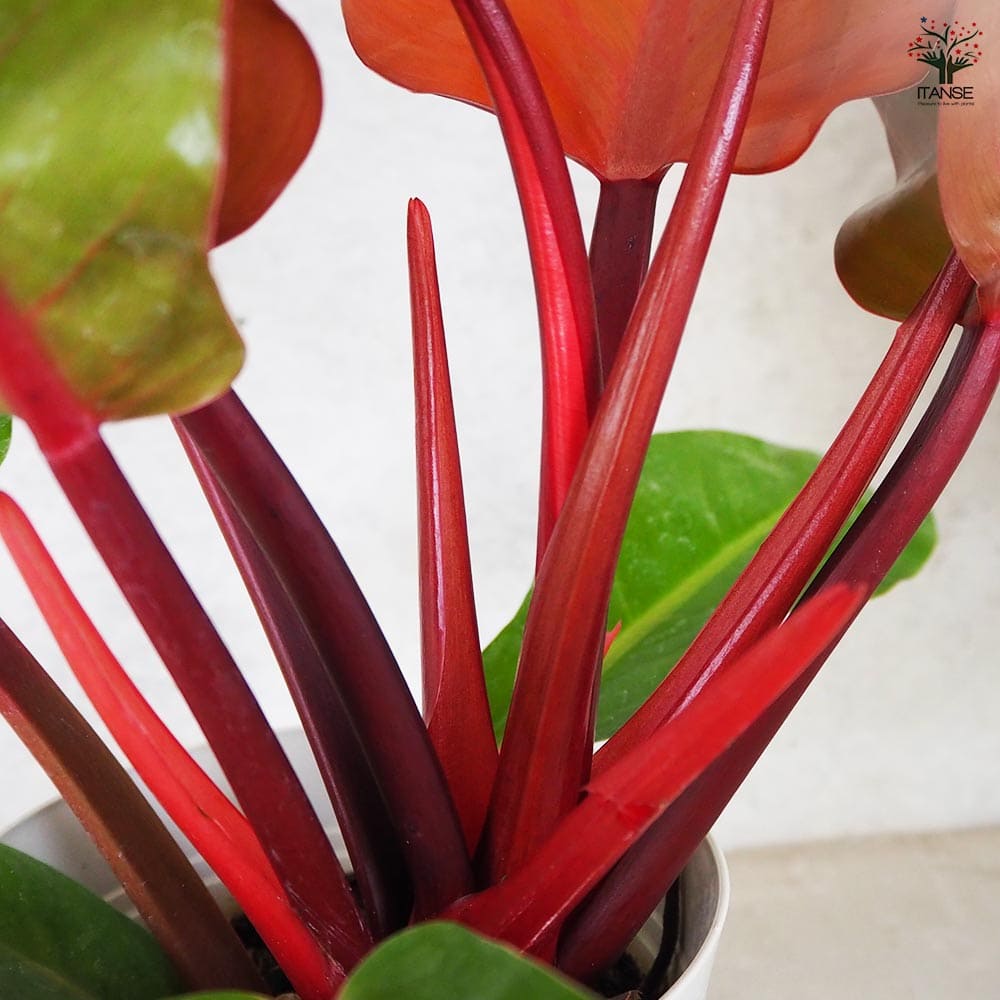 フィロデンドロン プリンスオブオレンジ 観葉植物 7d8ba31910b7073612339113a9dc6e