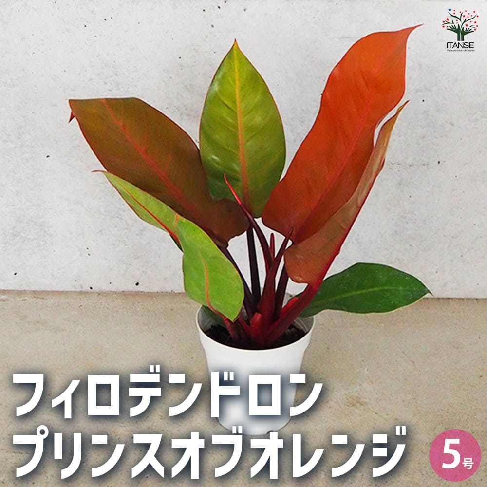フィロデンドロン プリンスオブオレンジ 【観葉植物 5号／1個売り