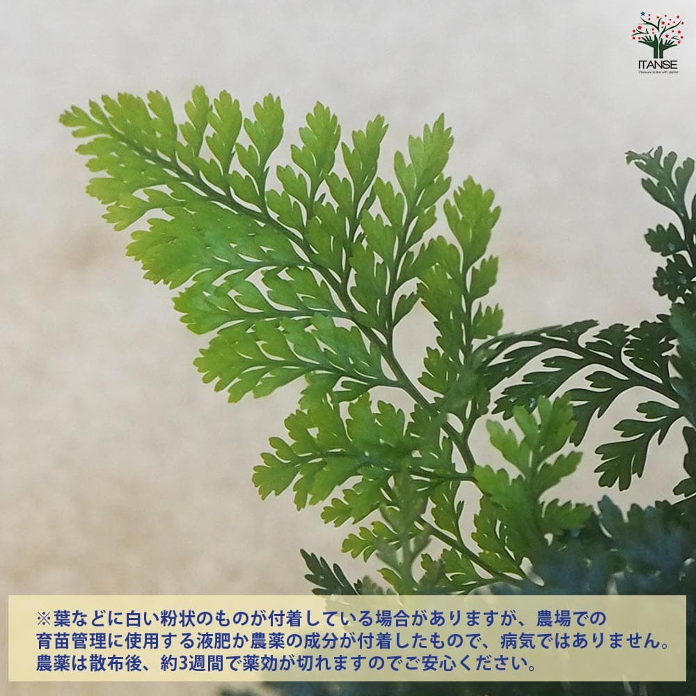 シダ トキワシノブ 【観葉植物 4号鉢】｜ 【植物のITANSE】全品