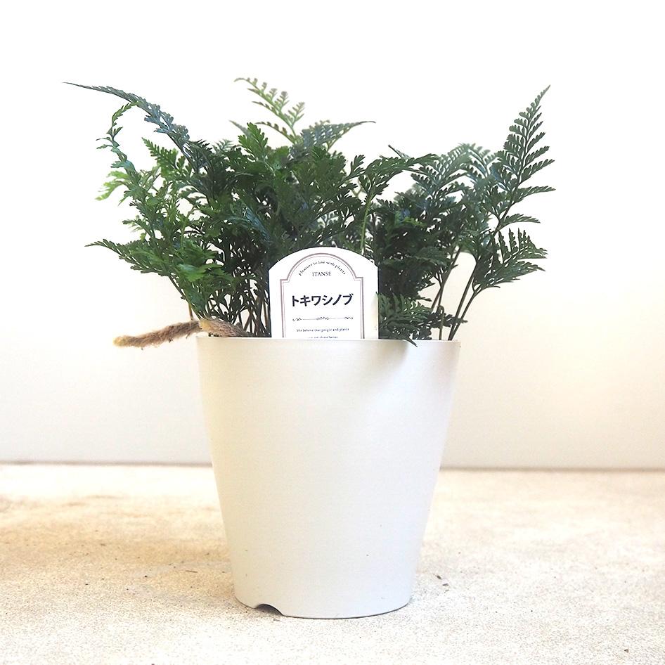 シダ トキワシノブ  【観葉植物 4号鉢】