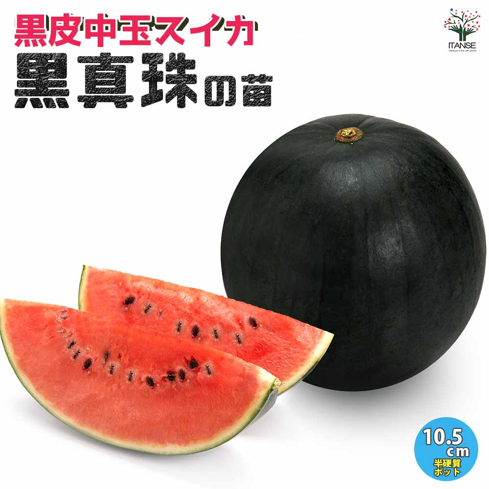 スイカの苗 黒皮中玉スイカ 黒真珠2個～ 【野菜の苗 10.5cmポット 自根苗】
