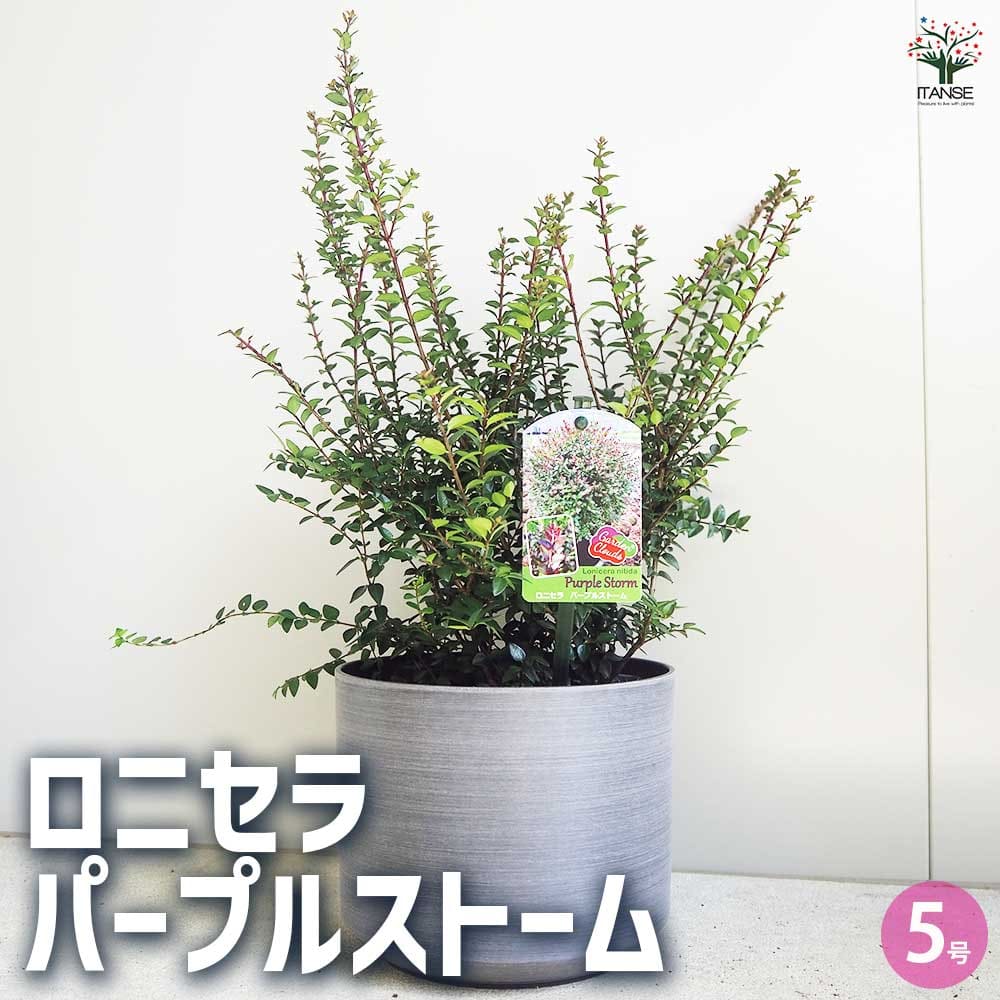 ロニセラ パープルストーム 【花木苗 5号鉢／1個売り】｜ 【植物の