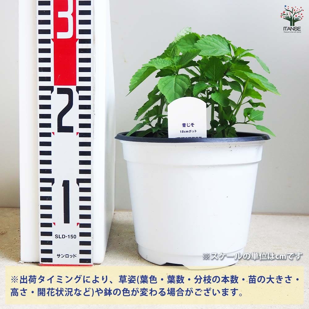 しその苗 青じそ 【野菜の苗 18cmポット】｜ 【植物のITANSE