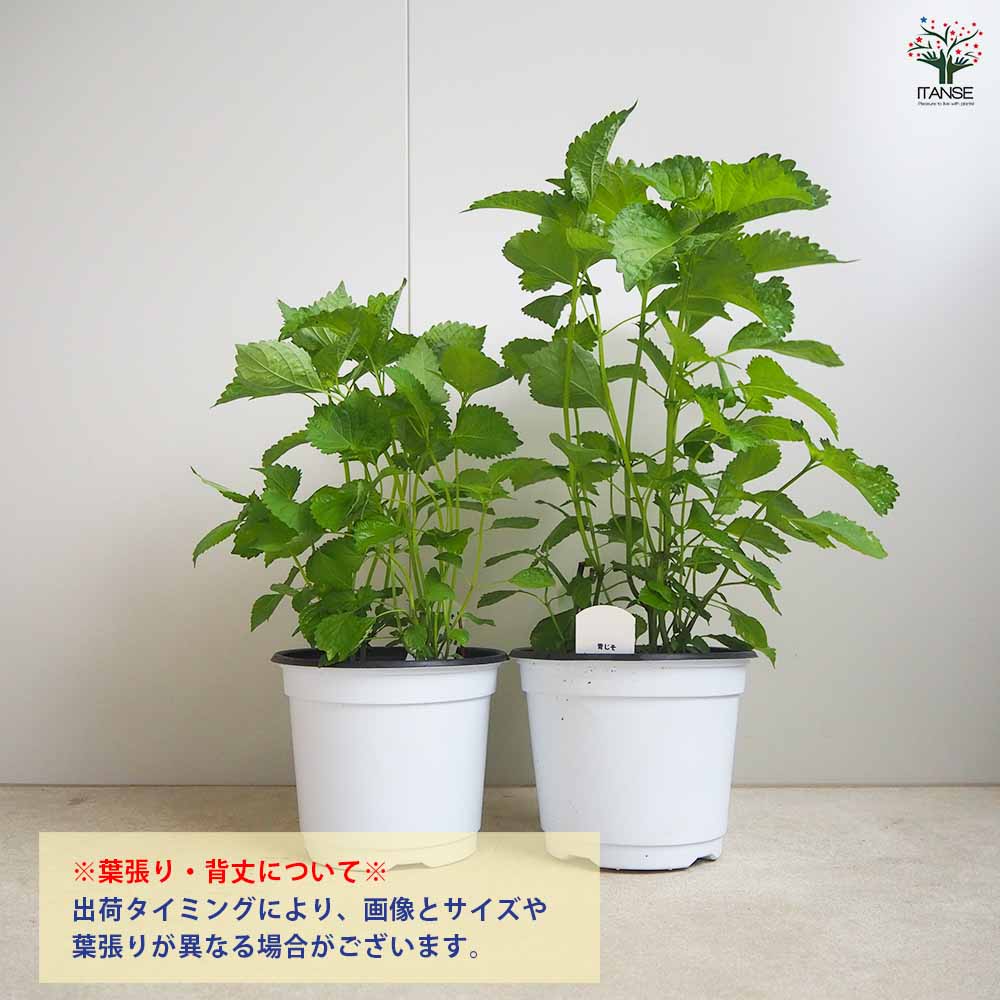 しその苗 青じそ 【野菜の苗 18cmポット】｜ 【植物のITANSE