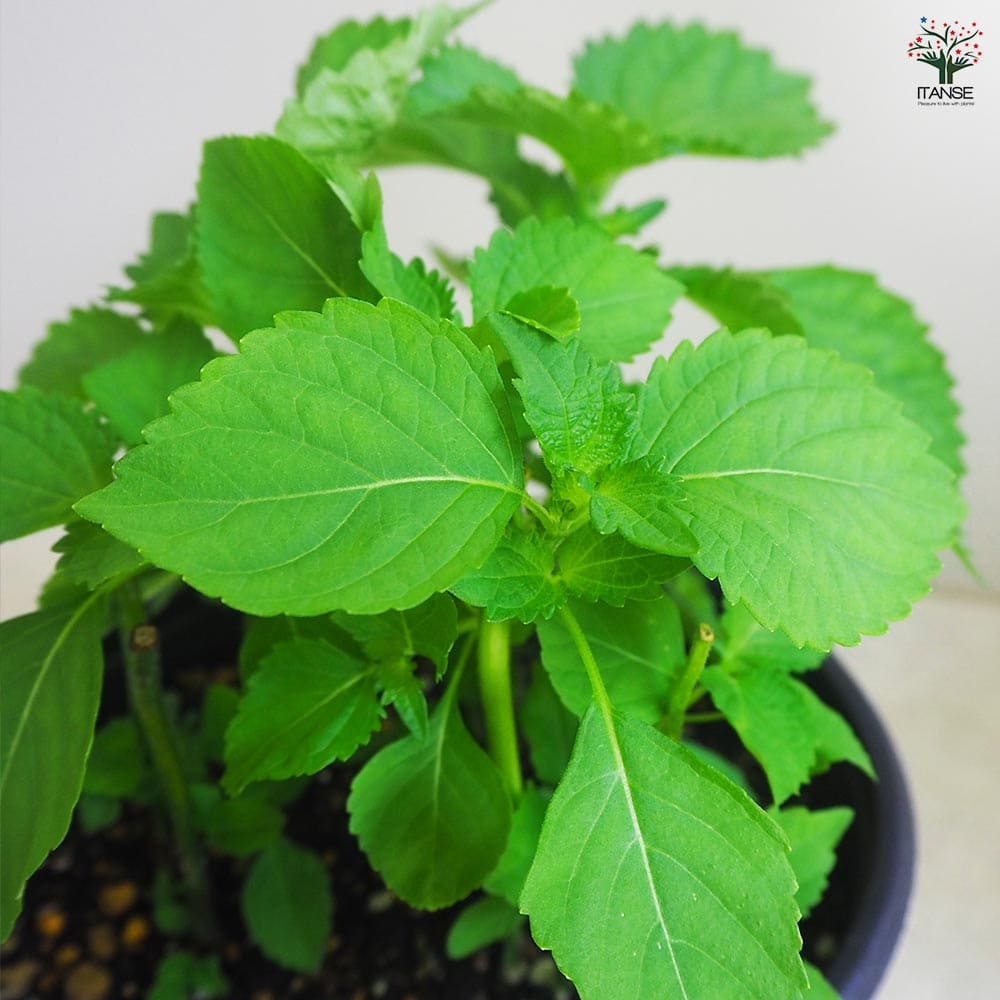 静夜　抜き苗 グロブローサ×静夜 抜き苗 10頭以上付いてます 多肉植物 - メルカリ