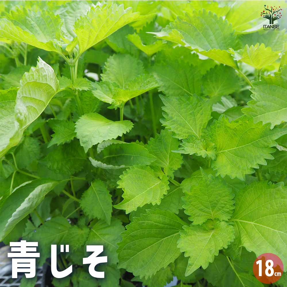 しその苗 青じそ 【野菜の苗 18cmポット】