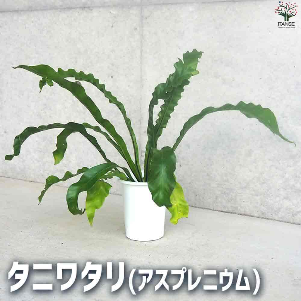 オオタニワタリとは？初心者でも育てられる観葉植物の魅力完全ガイド