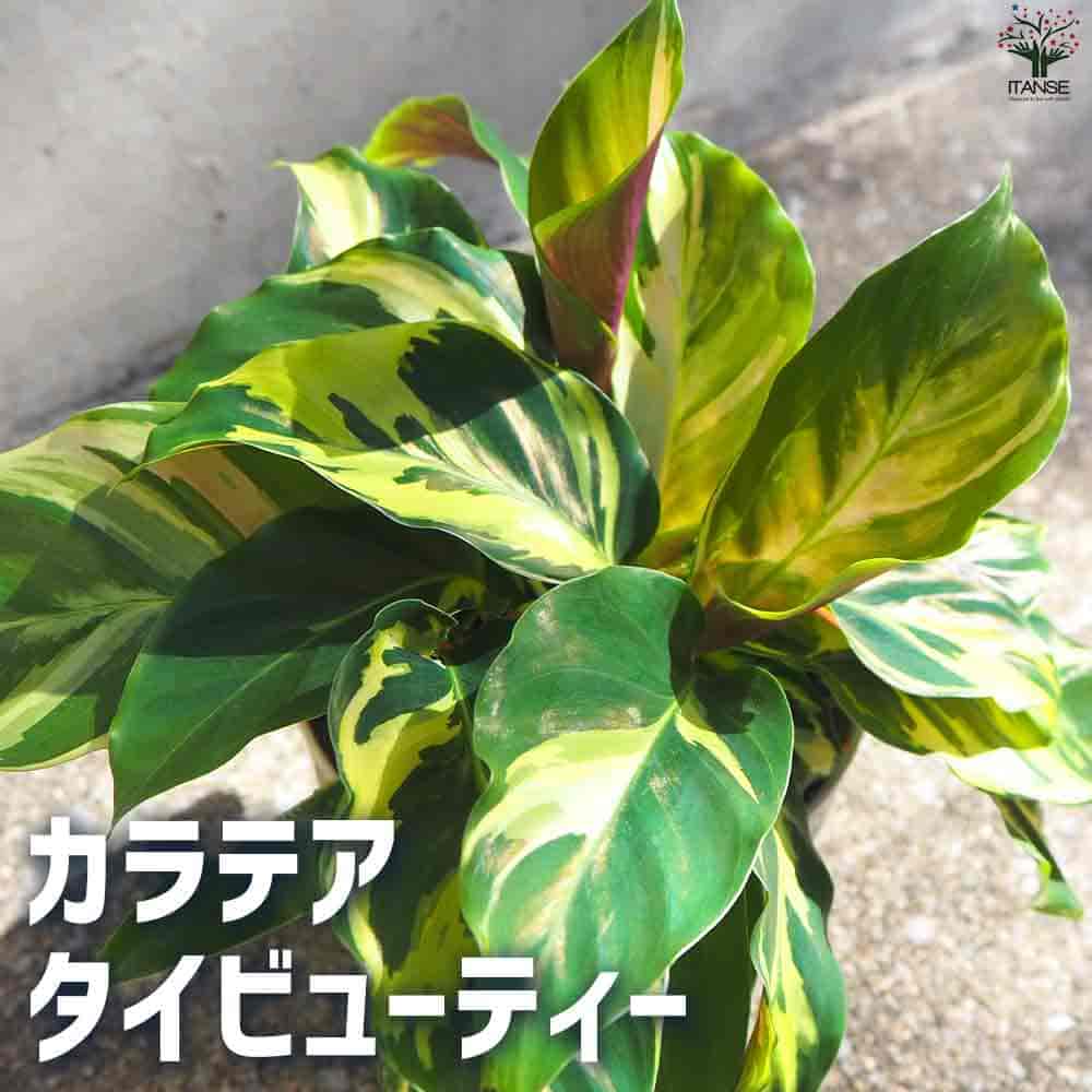 カラテア タイビューティー 【観葉植物 4号鉢】