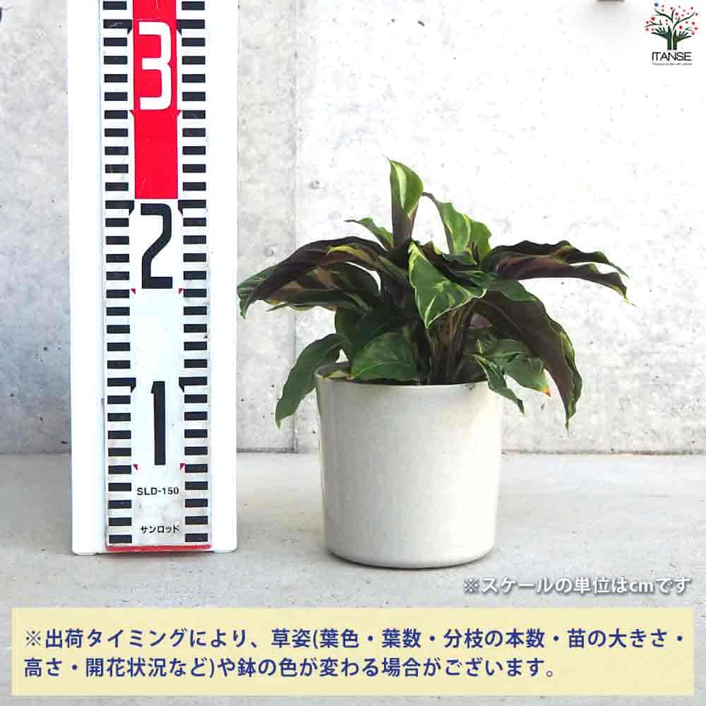 カラテア タイビューティー 【観葉植物 4号鉢】｜ 【植物の