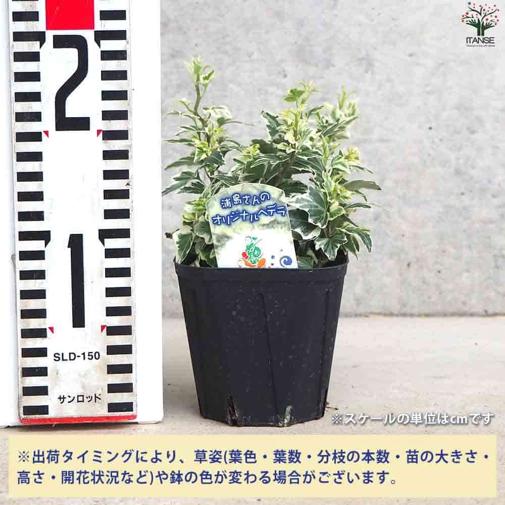 追加商品画像