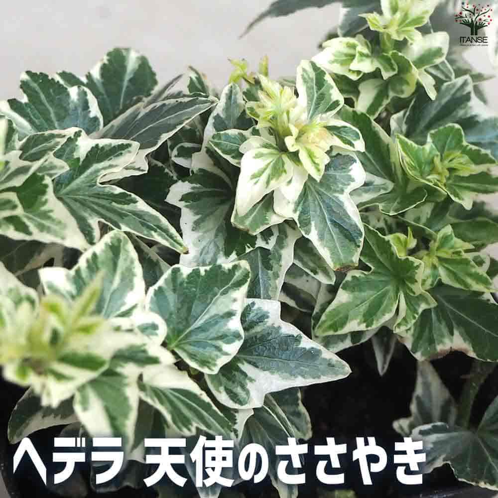 ヘデラ 天使のささやき 【観葉植物 3.5号ポット】