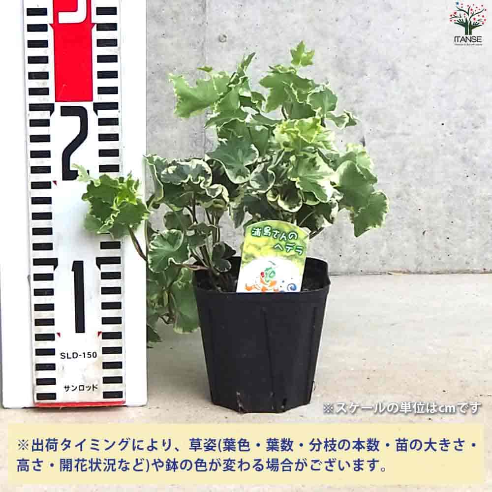 ヘデラ セシリア 【観葉植物 3.5号ポット】｜ 【植物のITANSE