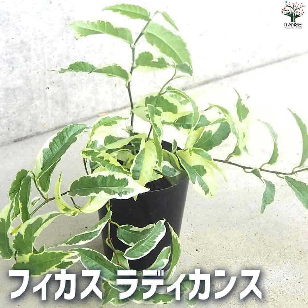 フィカス ラディカンス 【観葉植物 3号ポット】