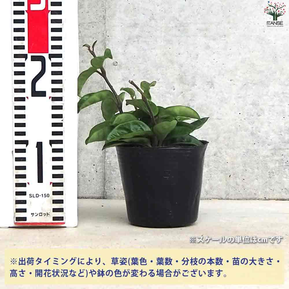ホヤ クリンクルエイト 【観葉植物 4号ポット】| 【植物の ホヤ クリンクルエイト 【観葉植物 4号ポット】| 【植物の