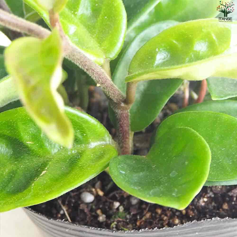 ホヤ クリンクルエイト 【観葉植物 4号ポット】| 【植物の ホヤ クリンクルエイト 【観葉植物 4号ポット】| 【植物の