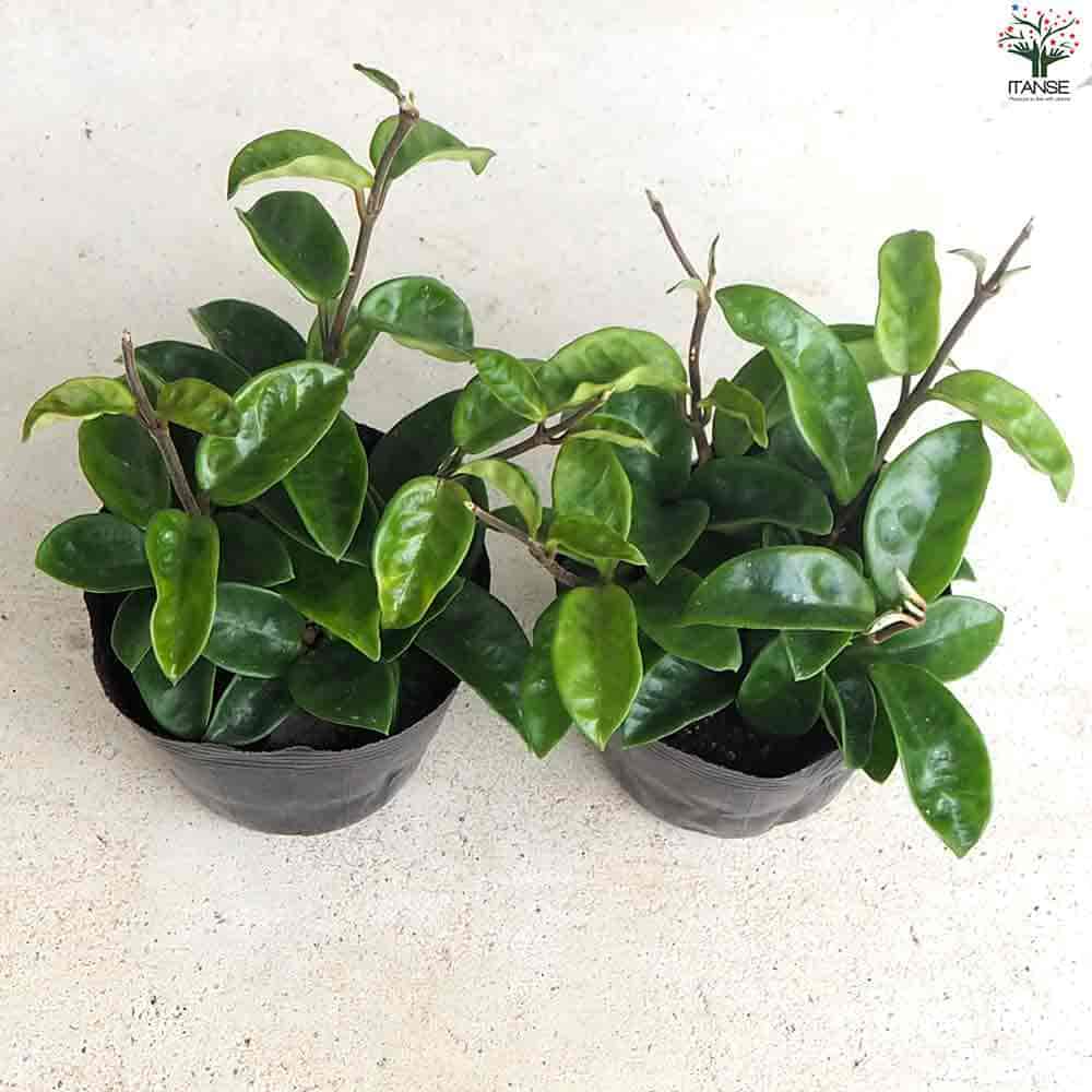 ホヤ クリンクルエイト 【観葉植物 4号ポット】｜ 【植物の