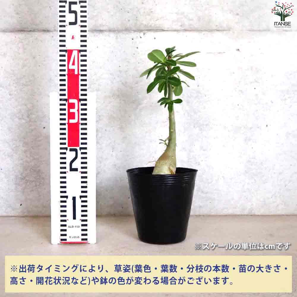 アデニウム オべスム 【観葉植物 5号ポット／1個売り】｜ 【植物の