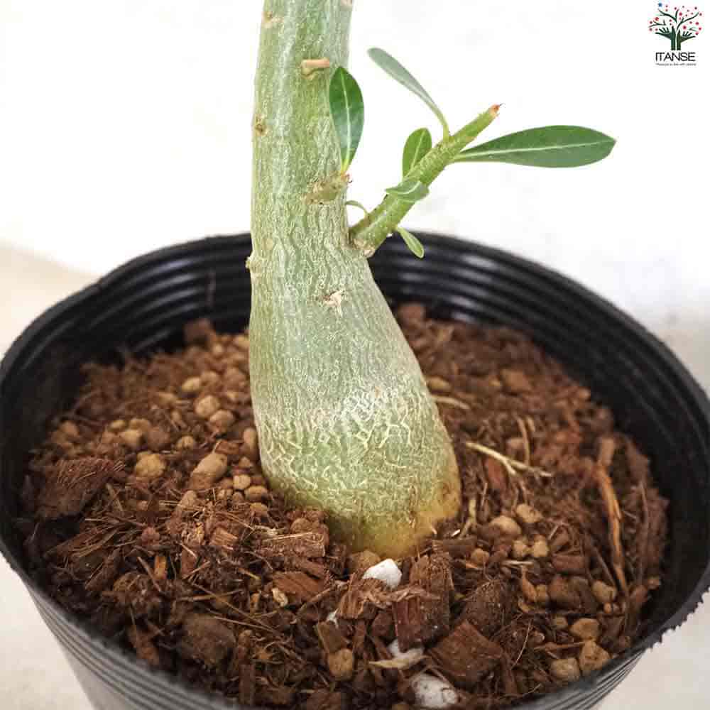 アデニウム オべスム 【観葉植物 5号ポット／1個売り】｜ 【植物の