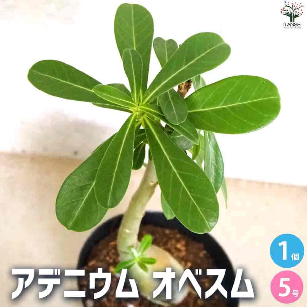 アデニウム オべスム 【観葉植物 5号ポット／1個売り】