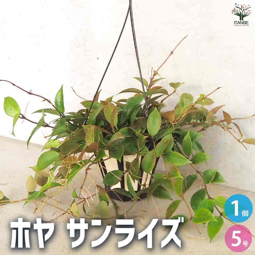 ホヤ (桜ラン) サンライズ 【観葉植物 5号吊鉢／1個売り】