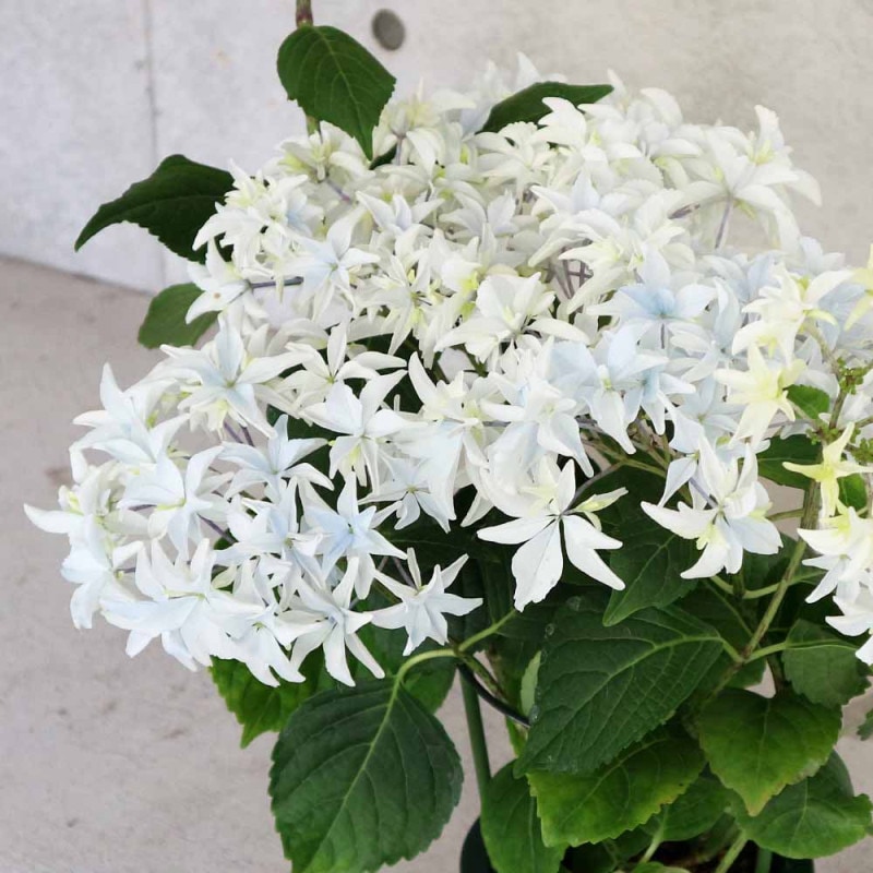 アジサイ ラグランジア シャンデリーニ 【花木苗 5号鉢／1個売り
