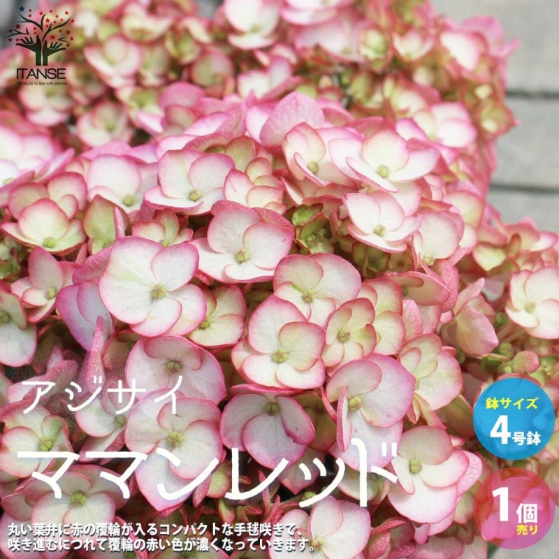 アジサイ フレンチボレロ ブルー【花苗 5号鉢】｜ 【植物の