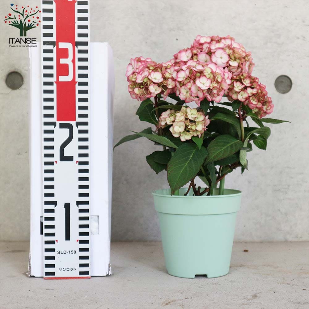 アジサイ ママンレッド 【花木苗 4号】｜ 【植物のITANSE】全品