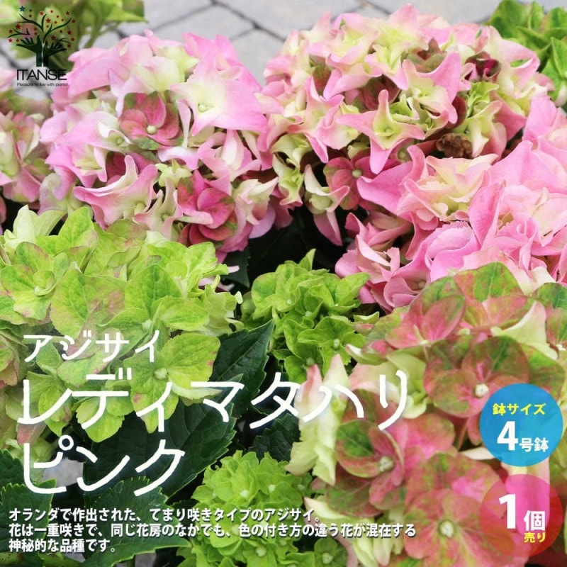 フィロデンドロン ピンクプリンセス ギャラクシー 【観葉植物