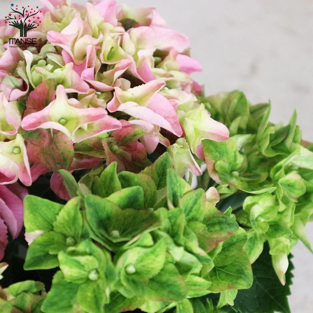 【だいママ】紫陽花　咲き分け　苗　1,044円/苗 紫陽花苗 紫陽花 霧島の恵 四季咲き紫陽花 4ポット 盆栽：紫陽花 霧島