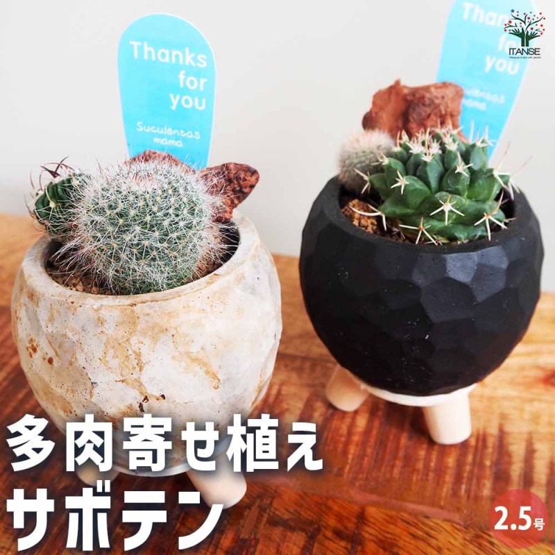 ★多肉の寄せ植え〜flower29car  マットブラック〜★ 楽天市場】寄せ植え 多肉植物 観葉植物 ギフト プレゼント 室内