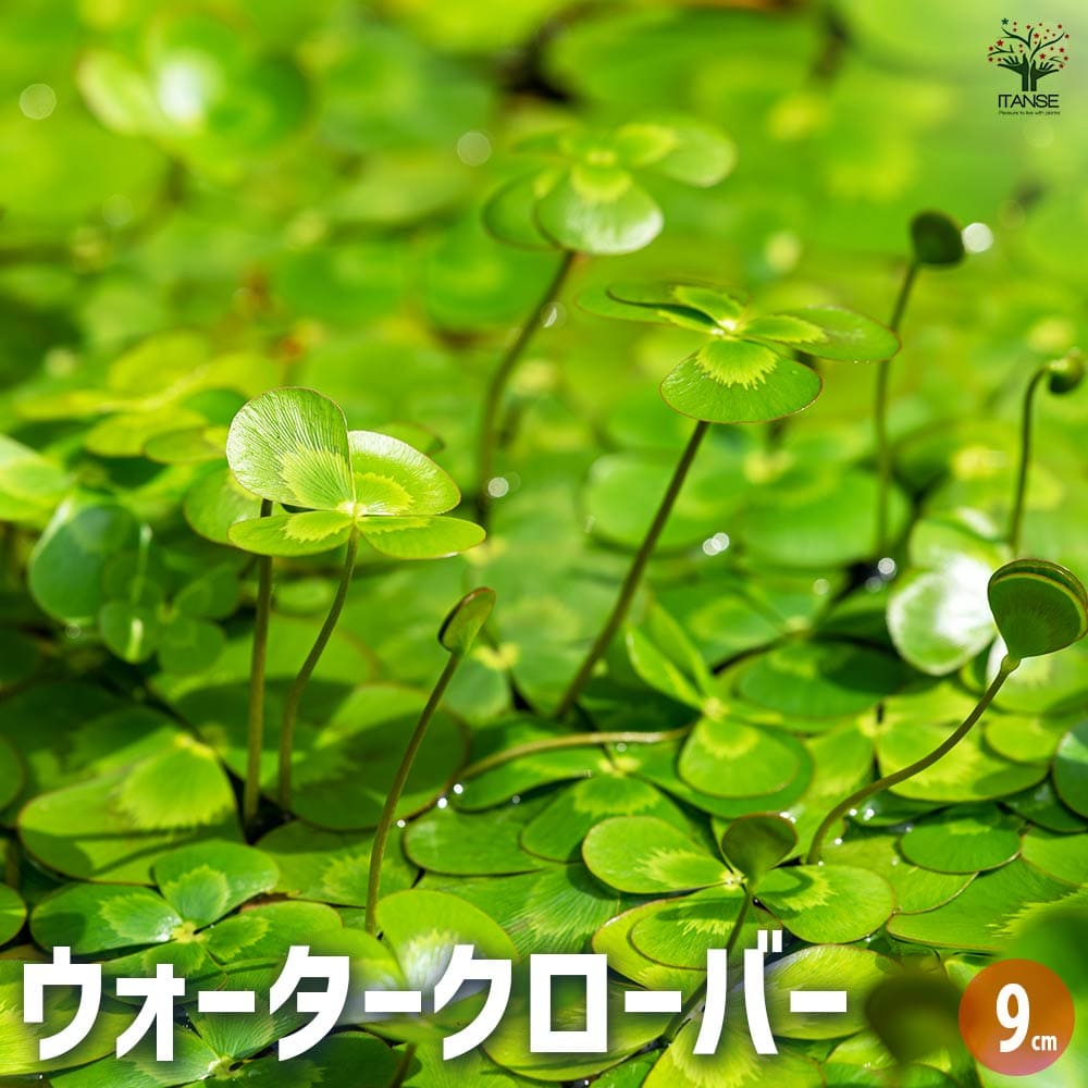 ウォータークローバー 【花苗 9cmポット】