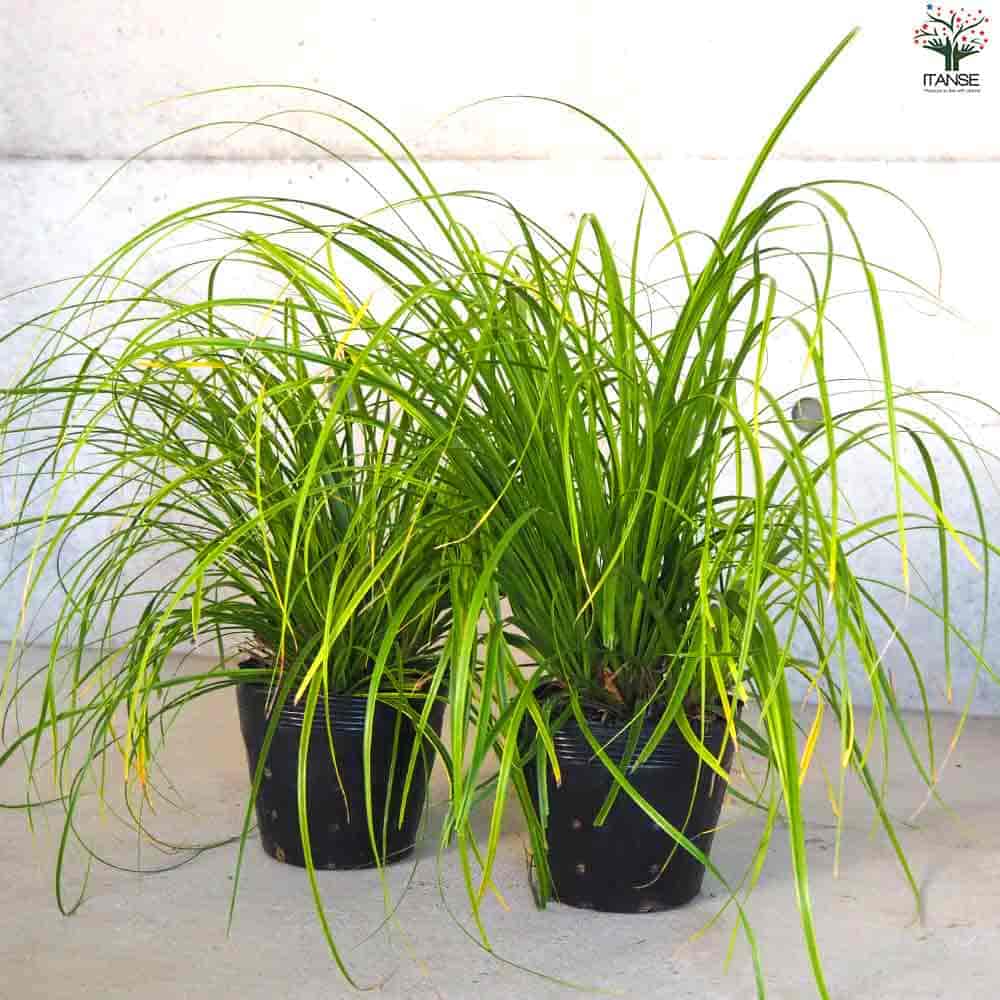 カレックス オシメンシス エヴァーライム 【花苗 5号ポット／1個売り