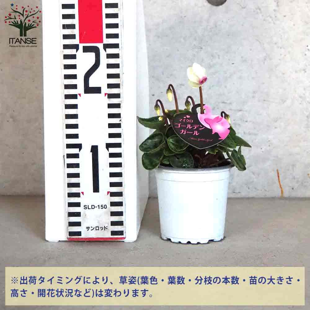 シクラメン様12ミリ専用 軽井沢たけいち農園】 ガーデンミニシクラメン 『柘榴 -ザクロ