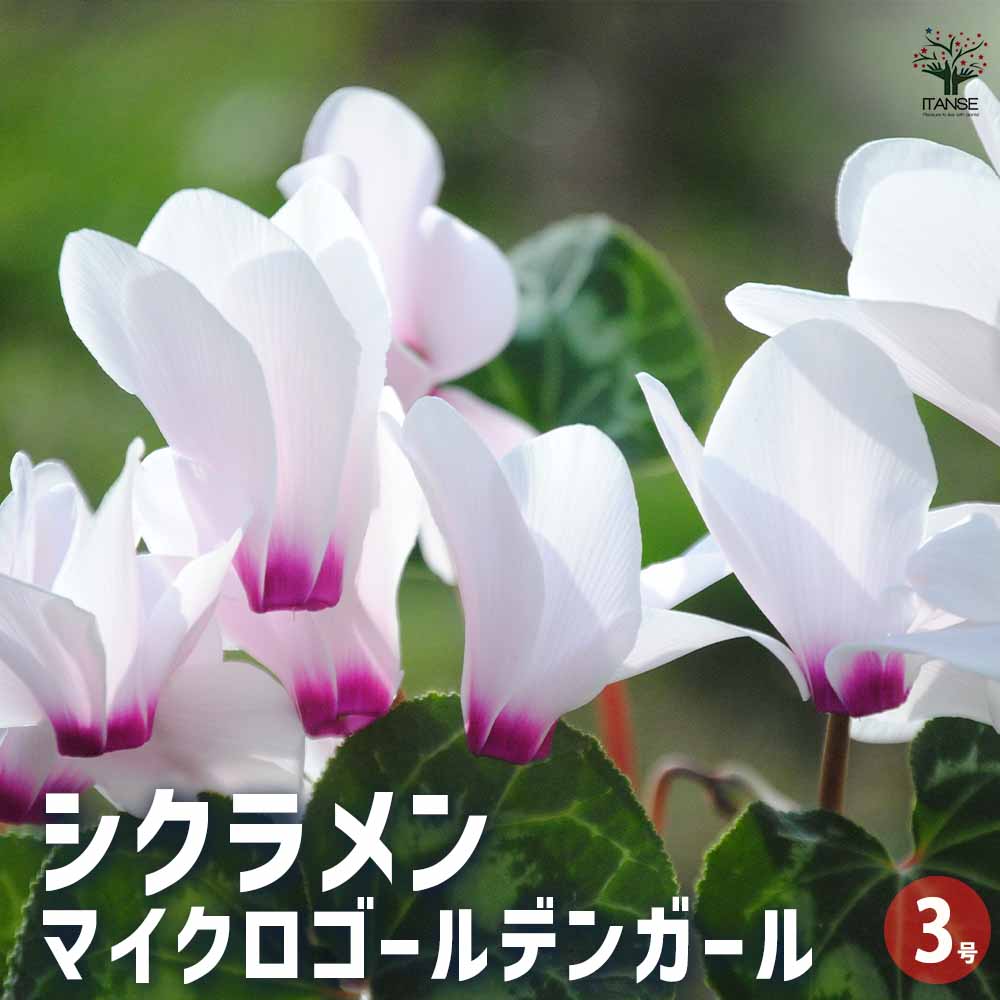 シクラメン マイクロ・ゴールデンガール 【花苗 3号ポット】